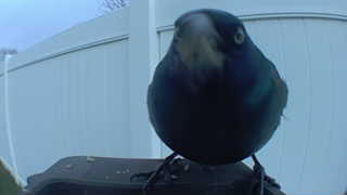 european starling