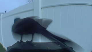 black-billed magpie