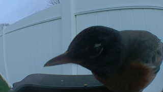 american robin