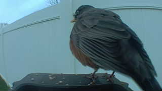 american robin