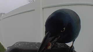 common grackle