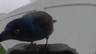 common grackle