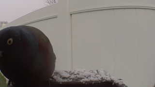common grackle