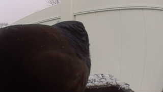 common raven