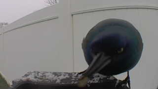 common grackle