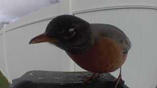 american robin