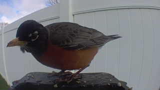 american robin