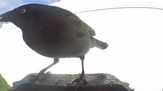 common grackle