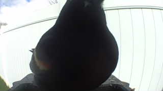 rock pigeon