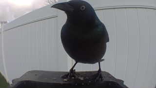 common grackle