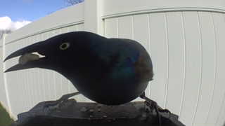common grackle