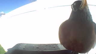 american robin