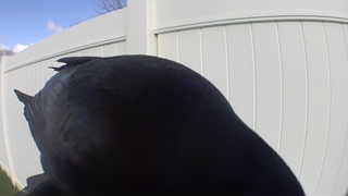 american crow