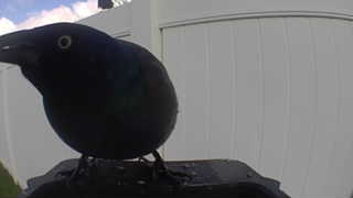 common grackle
