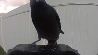 common grackle