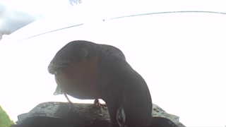 american robin