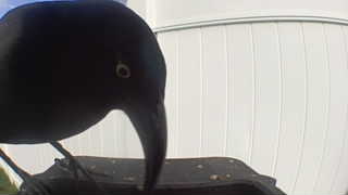 common grackle