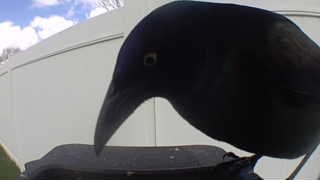 common grackle