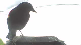 red-winged blackbird