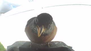american robin