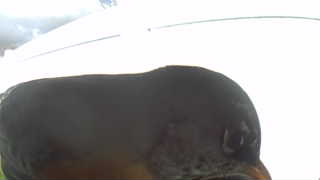 Unidentified clip