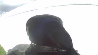 american crow