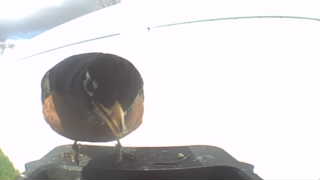 american robin