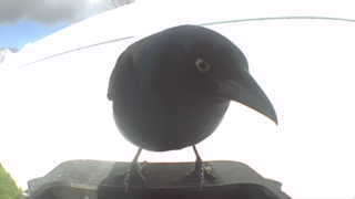 american crow