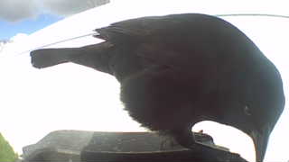 american crow