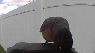 mourning dove