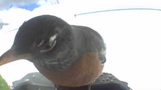 american robin
