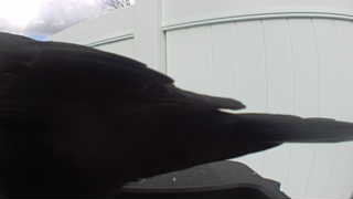 american crow