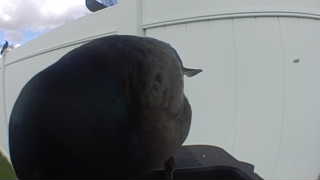 american crow