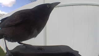 brewer's blackbird