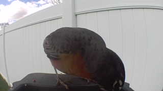 american robin