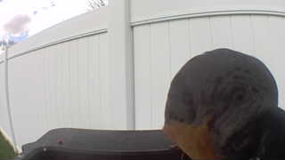 american robin