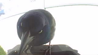 common grackle
