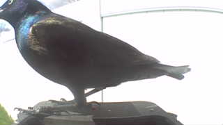 common grackle