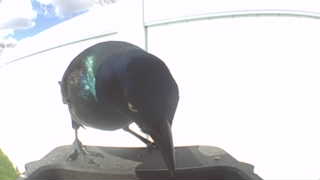 common grackle