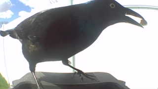 common grackle