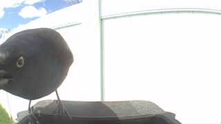 common grackle