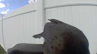 cooper's hawk