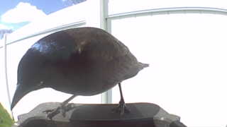 common grackle