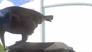 common grackle