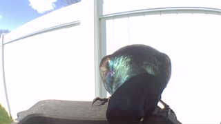 common grackle