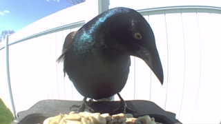 common grackle