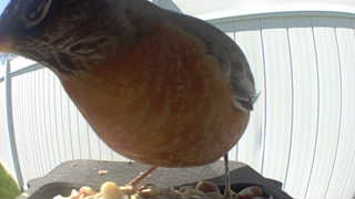 american robin