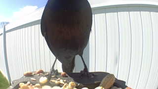 common grackle