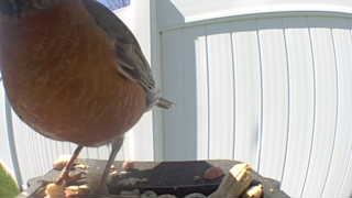 american robin