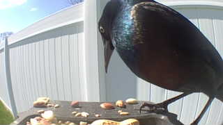 common grackle